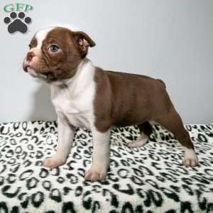 Princess, Boston Terrier Puppy